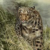 Леопард в траве.